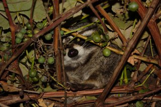 Raccoon in my Grape Vine