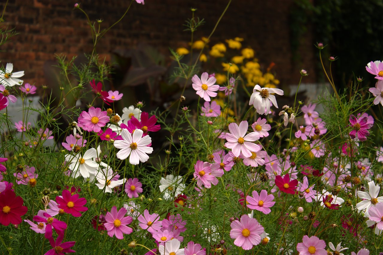 Campbell-Rankin Community Garden